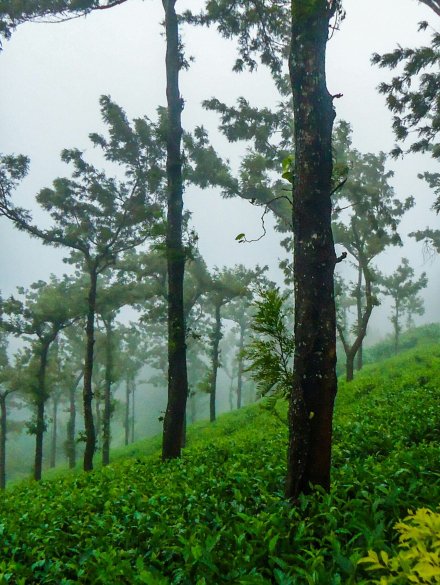 sreehari-devadas-ICRvnvOvsjo-unsplash